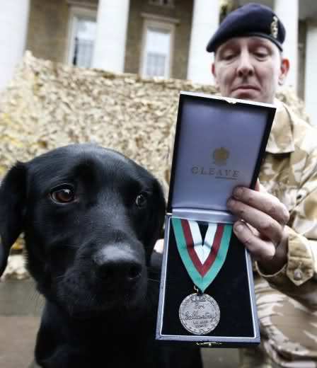 La imagen muestra el último galardonado, Treo un labrador al servicio del Royal Army Veterinary Corps, por sus servicio en la búsqueda de explosivos en Afganistán