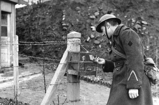 Soldado francés utiliza un pájaro enjaulado para detectar gas en la Línea Maginot