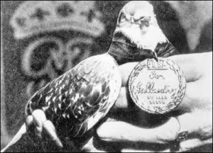 Winkie fue una paloma del Servicio Nacional de Palomas Mensajeras del ejército británico. Uno de los muchos palomos galardonados con la medalla Dickin