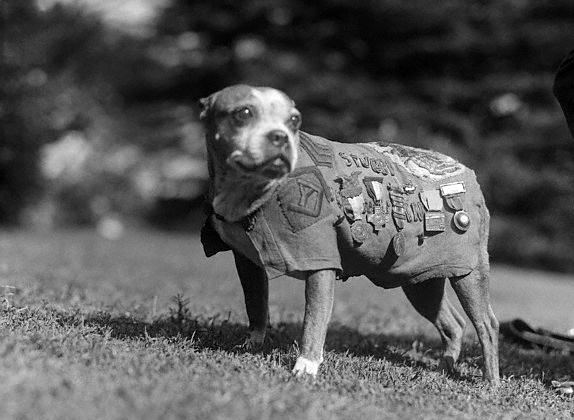 Sargento Stubby, el perro mas condecorado de la Primera Guerra Mundial