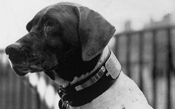Judy, la mascota de la Royal Navy, se convirtió en una prisionera oficial de guerra