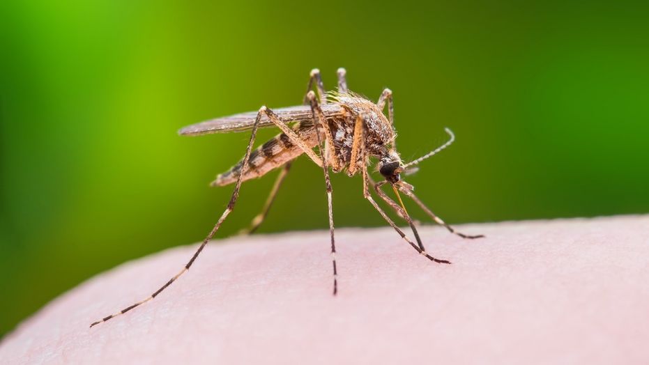 West Nile: potenziata la lotta alle zanzare nei comuni della Romagna Faentina