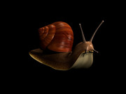 [Image: Snail-smooth.jpg]