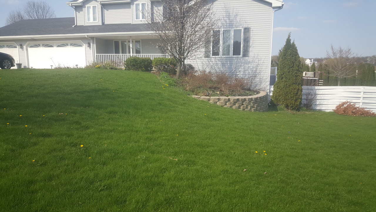 Kentucky Bluegrass Renovation Update And Comparing McLane, 53% OFF