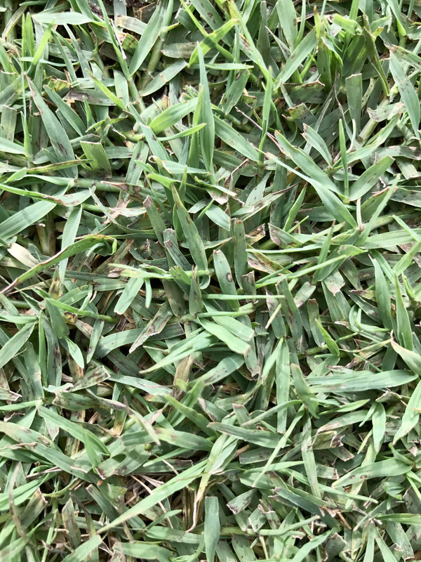 Leaf Spot | Bermuda | Lawn Care Forum