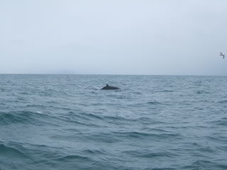 Islandia - Blogs de Islandia - Ballenas y carretera hacia los fiordos del oeste (3)