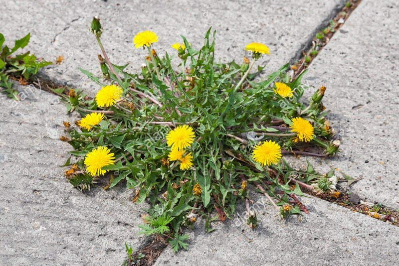 Grass_flowers_VS_concrete_02.jpg