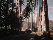 La pista degli elefanti (1954) .avi DVDRip AC3 ITA ENG SUB ITA ENG
