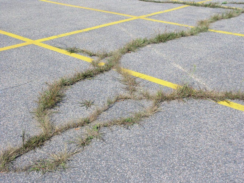 Grass_flowers_VS_concrete_05.jpg