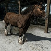 Skyrim – Como Domar Cavalos Selvagens - Critical Hits