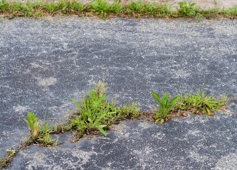 Grass_flowers_VS_concrete_04.jpg