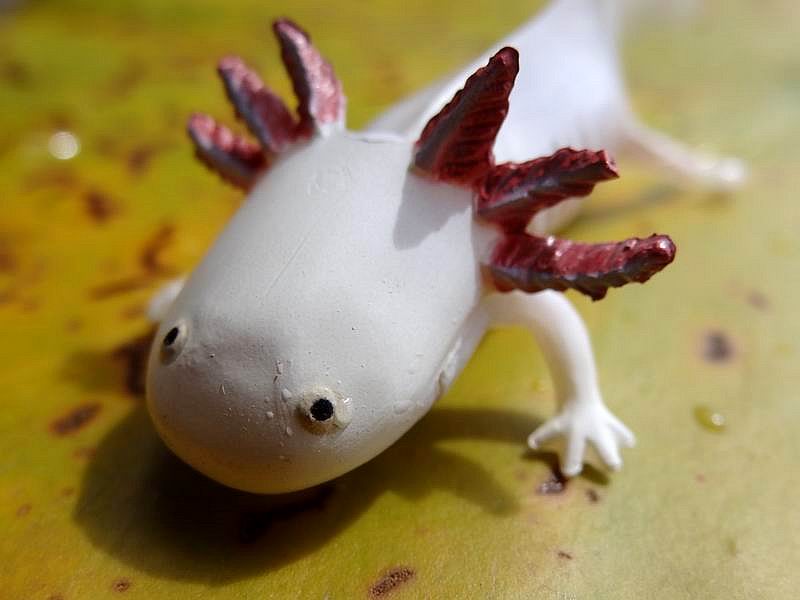 Axolotl (Furuta - ChocoEgg Series 7)