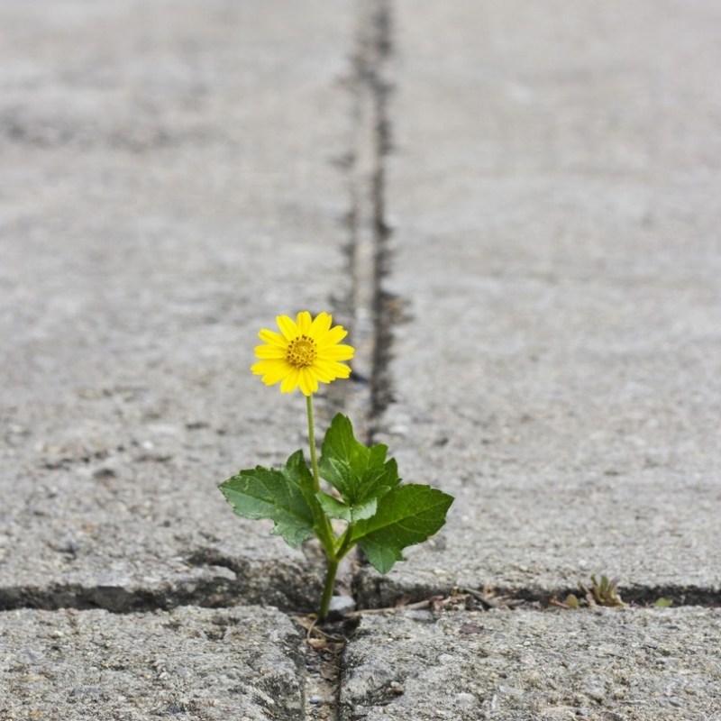 Grass_flowers_VS_concrete_01.jpg