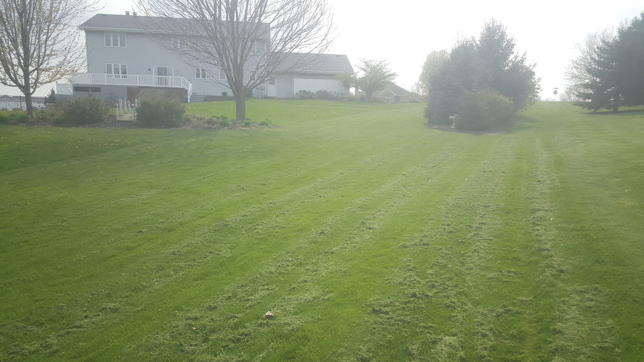 Kentucky bluegrass Renovation update and comparing McLane Reel Mowers 