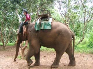 De excursión por la selva de Chiang Mai - Tailandia en 20 días (2)