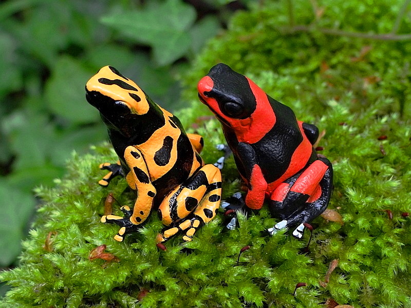 Dendrobatidae Poison Dart Frogs Kitan Club Nature Techni Colour