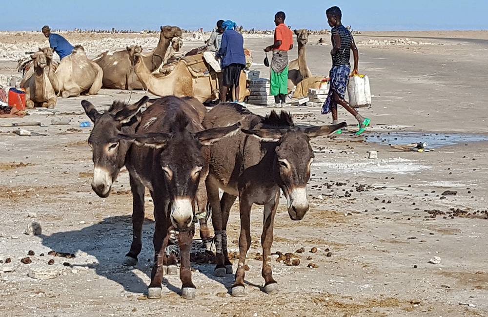 Как живут люди в соляной эфиопской пустыне. озера, больше, пустыне, время, верблюдов, здесь, соляным, только, чтобы, пластиком, совсем, вокруг, метров, когда, назад, солнце, солью, потом, сотни, видите